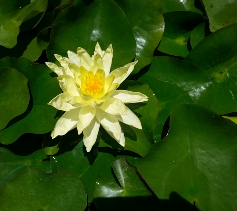 Sunshine Pond & Aquarium - El Cajon, CA