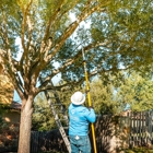 Tree Scouts Tree Service Georgetown