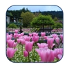 Tall Timbers Tree & Shrub Service gallery