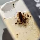 B&B Extermination - Pest Control Equipment & Supplies