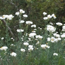 Pasadena Roving Archers - Social Service Organizations