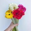 Best 8 Wholesale Flowers In Nashville Tn With Reviews Yp Com