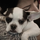 Royal Frenchel Frenchies - Pet Breeders