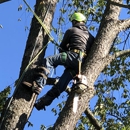 Majestic Tree Co - Tree Service