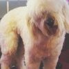 The Grooming Waggin gallery