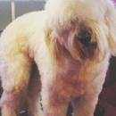 The Grooming Waggin - Pet Grooming