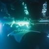 Sea Paradise Sailing and Snorkel Tours gallery