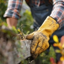 J&L Budget Tree Service - Tree Service