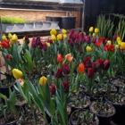 Golden Meadows Landscaping