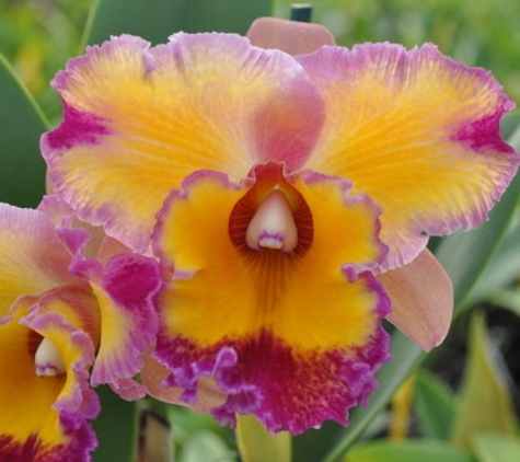 Songbird & the Orchid - Colorado Springs, CO