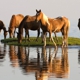 Chincoteague.com