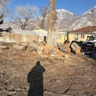 FILI Tree Expert & Landscaping