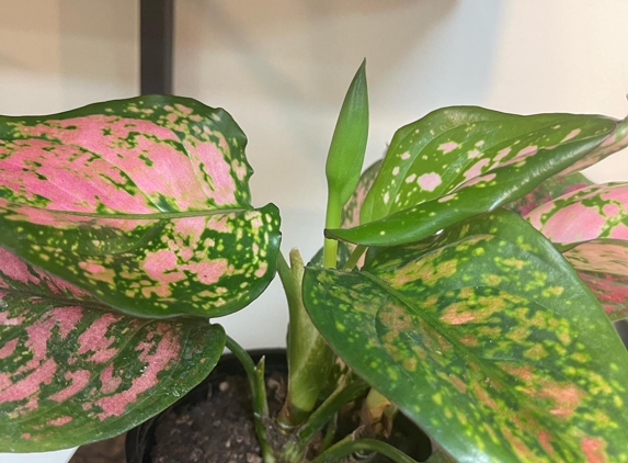 Leaf & Loam Houseplants - Williamsville, NY