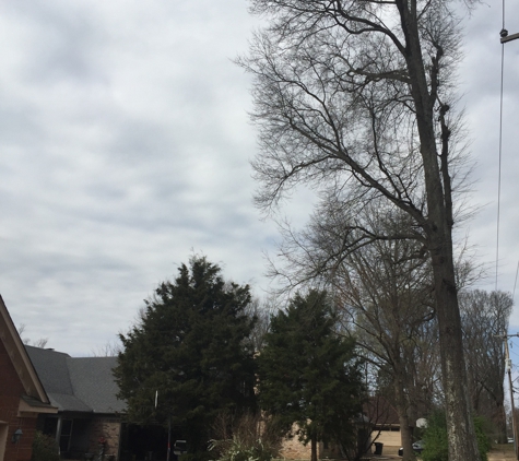 Chuck Holloway's Tree Care LLC - Drummonds, TN. Before