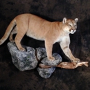 Buffalo Creations Taxidermy - Taxidermists