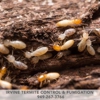 Irvine Termite Control & Fumigation gallery