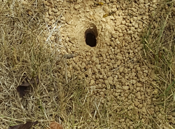 Orange Pest Control Services - Orange, NSW