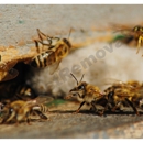 AA Native Wildlife Removal, Bee Removal & Pest Removal - Trapping Equipment & Supplies