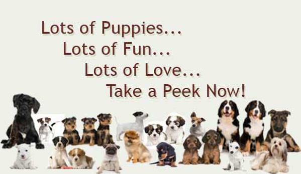 Petland Waterford Lakes - Orlando, FL