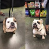 Ma & Paws Pet Supply Co. gallery