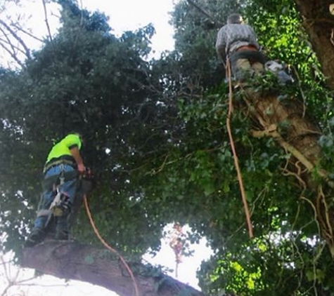 Action Tree Specialists - Kingsbury, VIC