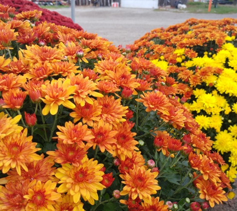 Eckert's Greenhouses & Perennials - Sterling Heights, MI