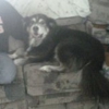 Gracies Pet Time gallery