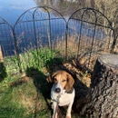 I Wuff You Dog Training and Coaching - Dog Training