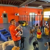 Urban Pooch Training and Fitness Center gallery