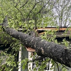 Brunoni's Tree Service