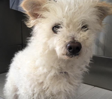 Superb Dog Grooming - Wheelers Hill, VIC. My before shot