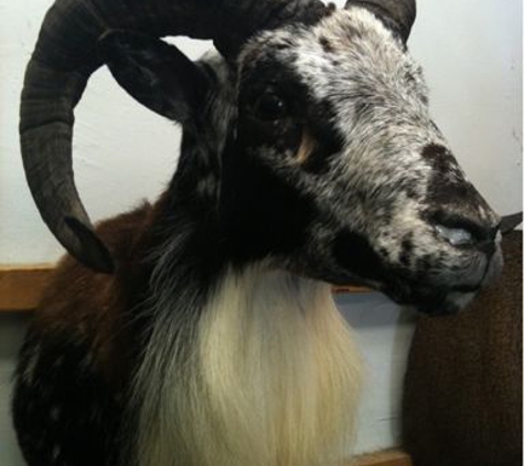 Brownsburg Taxidermy - Brownsburg, IN