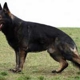 German Shepherd Breeder