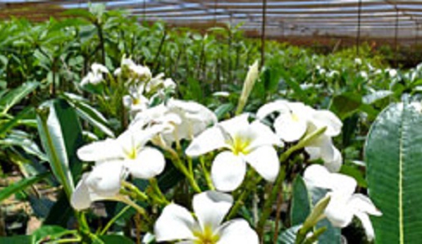 Fitzroy Nurseries Pty Ltd - Pink Lily, QLD