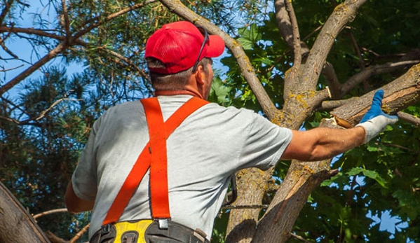 J & L Tree Service