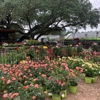 Rosehill Palms Nursery & Garden Center gallery