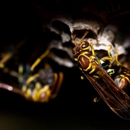 LOCAL Bug Guy - Pest Control Services