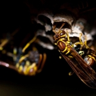 LOCAL Bug Guy