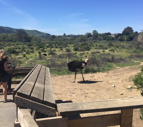 Ostrich Land - Solvang, CA