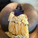 LoveSac - Furniture Stores