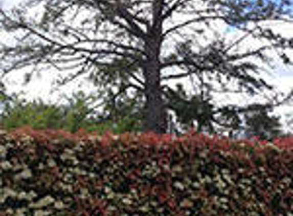 Dowling Tree Services - Kambah, ACT