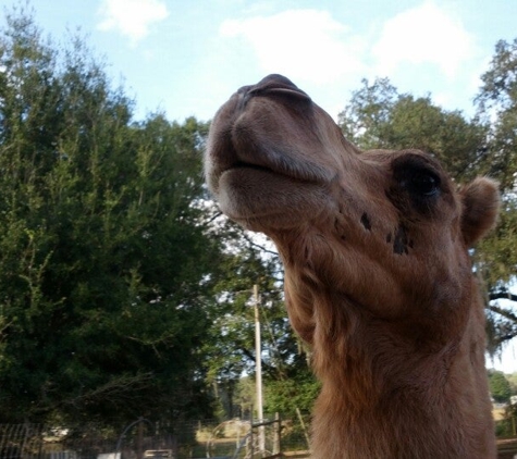 Giraffe Ranch - Dade City, FL