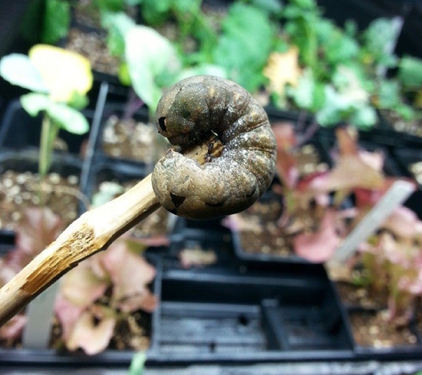 Taproot Hydroponics - Smyrna, Ga, GA