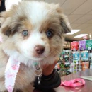 All American Pet - Pet Services