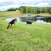 Laura's Dog Retreat gallery