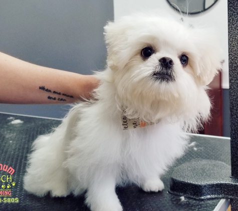 Platinum Pooch Grooming - Cleveland, OH. #K-CEE #Pekingese
#ClevelandGrooming #OhioGroomer 
#PlatinumPoochGrooming #WeLoveDirtyPoochies 
#DogGrooming 
#PetGrooming #ClevelandGrooming 
#CatGrooming #DogGroomer #DogHairCut #AnimalLovers #DogHairStyle #OldBrooklynPetGrooming
Contact us 
440-728-5805
www.platinumpoochcle.com