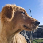 Creature Comforts Veterinary Resort and Suites, Inc.