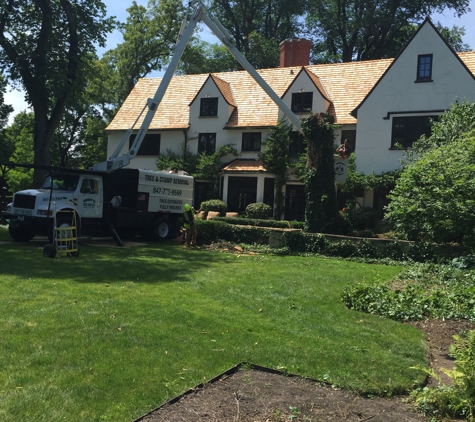 Eddy's Tree Service - Round Lake Beach, IL. tree removal