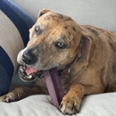 Pet Wants Palm Beach - Pet Stores