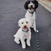 Fetch! Pet Care of Greater Toledo gallery